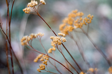 Close-up of an autumn dried umbrella shaped wild flower on blurred forest background, selective focus