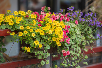 nice flowers in the containers