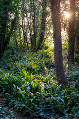 Plantation - a tree park at Goring-by-Sea and connecting with Ilex Way, West Sussex, England, UK