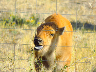 Baby Bison