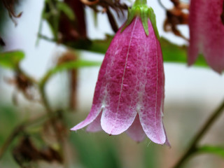 bluebell flower lilac closeup blurred background