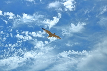 flying seagulls on a cloudy sky background texture background
