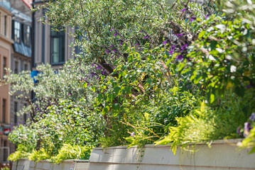 nice flowers in the containers