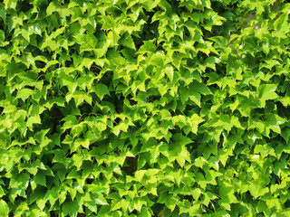 leaf wall plants texture background