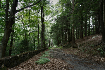 Fototapeta na wymiar Old road hiking trail in the deep woods