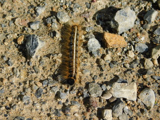 Eastern Tent Caterpillar 