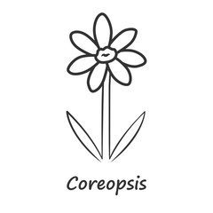 Coreopsis linear icon. Thin line illustration. Rudbeckia garden flower with name inscription. Calliopsis plant inflorescence. Blooming daisy, camomile wildflower. Vector isolated outline drawing