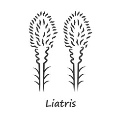 Liatris linear icon. Thin line illustration. Blazing star blooming flower with name inscription. Dwarf gayfeather garden plant. Wildflower. Spring blossom. Contour symbol. Vector isolated drawing - obrazy, fototapety, plakaty