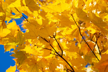 Colorful Autumn Maple Leaves Against Blue Sky, Selective Focus.