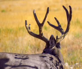 Arsenal Buck 7