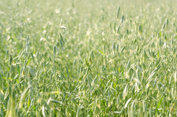 oat field, planted cereals, harvesting, harvesting feed for horses, oatmeal for breakfast, ripening cereal crops