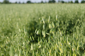 oat field, planted cereals, harvesting, harvesting feed for horses and domestic animals, oatmeal for breakfast, ripening cereal crops, vegetarian food, healthy food