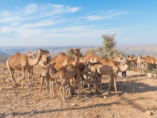 Fototapeta na wymiar Dromedary-keepers (Camelus dromedarius) with Doromedar on a watering place in the Jabal Qara (Jebel Qara) Mountains Sultanate of Oman