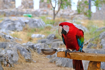 Colorful portrait of red macaw parrot vs jungle. Side view of the head of a wild macaw parrot on a green background. Wildlife and rainforest, exotic tropical birds as popular breeds of Pets