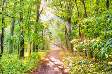 Green forest landscape with autumn trees, footpath and sun light through leaves and fog