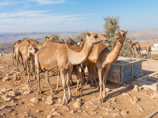 Dromedary-keepers (Camelus dromedarius) with Doromedar on a watering place in the Jabal Qara (Jebel Qara) Mountains