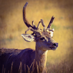 Nontypical Arsenal Buck 4