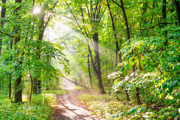 Green forest with autumn trees, footpath and sun light through leaves and fog