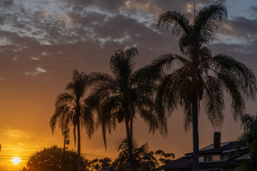 University Heights Palm Tree Sky 1
