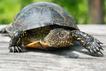  Big turtle on old wooden desk with sunny grass on background