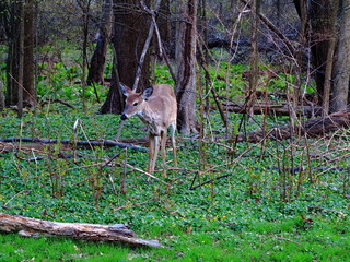 Suburban Backyard Deer