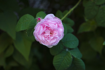 pink tea rose flower on a background of dark foliage