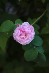 pink tea rose flower on a background of dark foliage