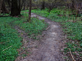 Green Forest Path