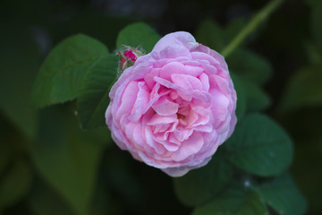 pink tea rose flower on a background of dark foliage