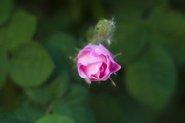 pink tea rose flower on a background of dark foliage