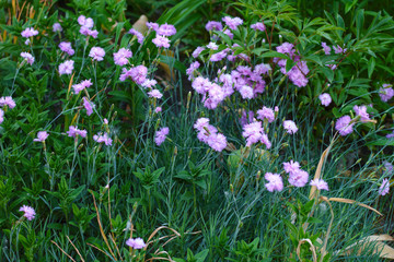 Obraz na płótnie Canvas pink wildflowers on dark green grass