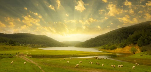 Fototapeten sheep grazing on the lake at sunset © daphnusia