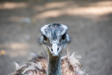 Portrait of a Nandu (Rhea americana), view of neck and head. Photography of nature and wildlife.