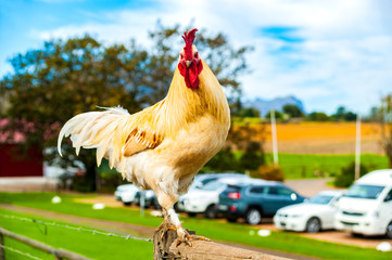 Fototapeta na wymiar Colorful rooster keeps watch at the farm parking lot.