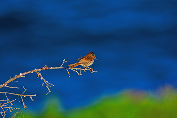 Bird sitting on a branch