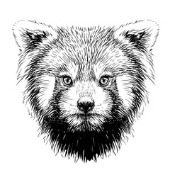 Red Panda. Graphic, sketch, hand-drawn portrait of a Red Panda on a white background.