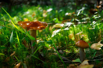 MUSHROOMS IN THE FOREST