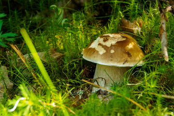 MUSHROOMS IN THE FOREST