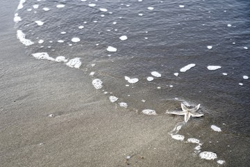 海で打ち上げられたヒトデ