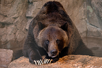 Grizzly Bear Portrait