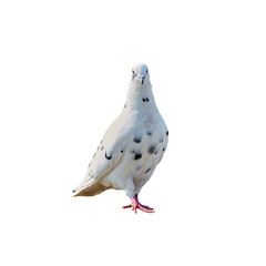 Pigeon close-up on an isolated background