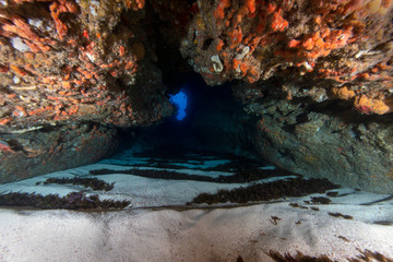 Coral 