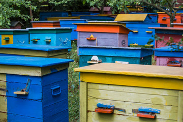 A beehive from a tree stands on an apiary. The houses of the bees are placed on the green grass....