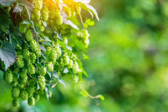  Fresh and Ripe Hops ready for harvesting. Beer production ingredient. Brewing concept. Fresh Hop over blurred nature green background with sun beams.