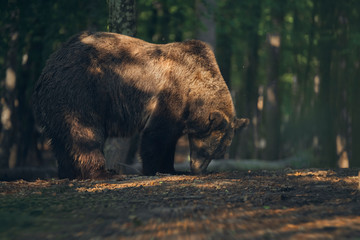 Wild bear inside the forest