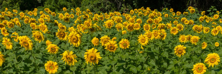 Fototapeta na wymiar Sunflower 15