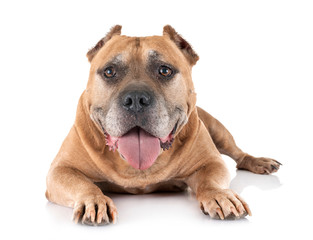 Obraz premium old american staffordshire terrier