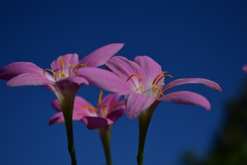 flower on blue background
