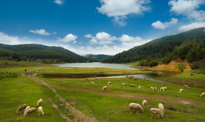 Fototapeta na wymiar sheep grazing on the lake 