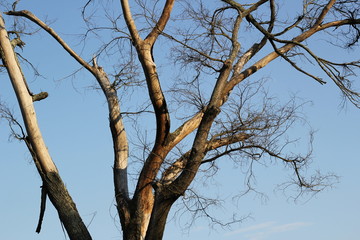 tree tops